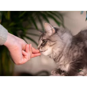 Összes száraz macskatápok