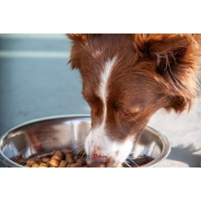 Összes Száraz kutyatáp