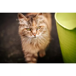 Száraz Macskatápok